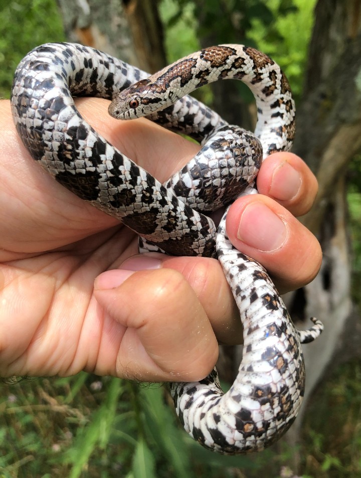 Eastern Milk Snake